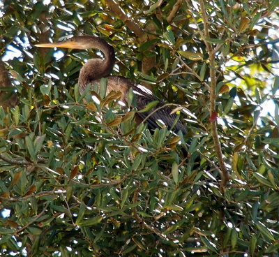 [With her head close to her body, only the light color of her beak is clearly visible against the backdrop of the leaves as this anhinga perches in a tree.]